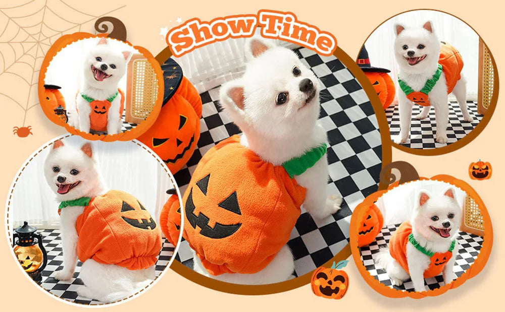 Fun and Fashionable Pet Halloween pumpkin Costume