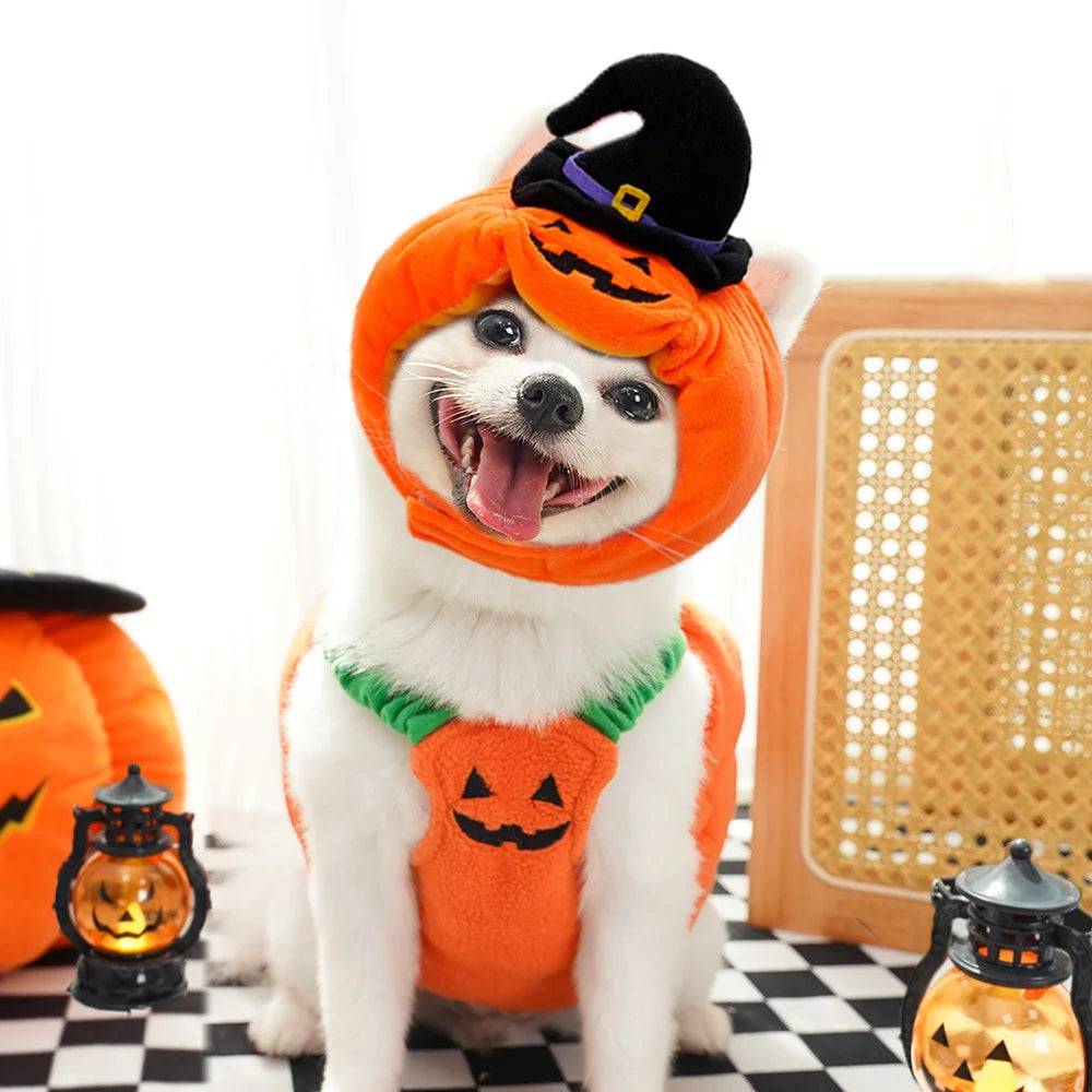 Fun and Fashionable Pet Halloween pumpkin Costume