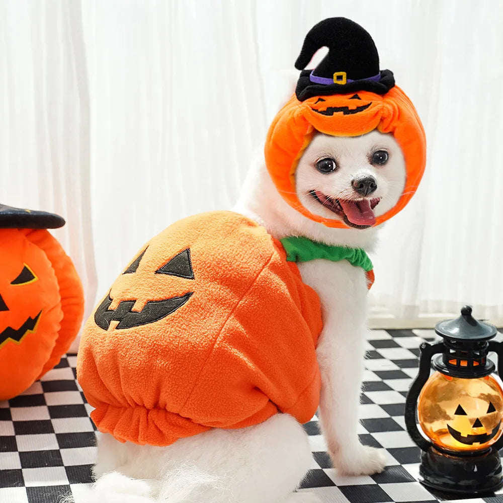 Fun and Fashionable Pet Halloween pumpkin Costume