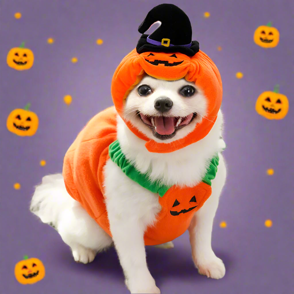 Fun and Fashionable Pet Halloween pumpkin Costume