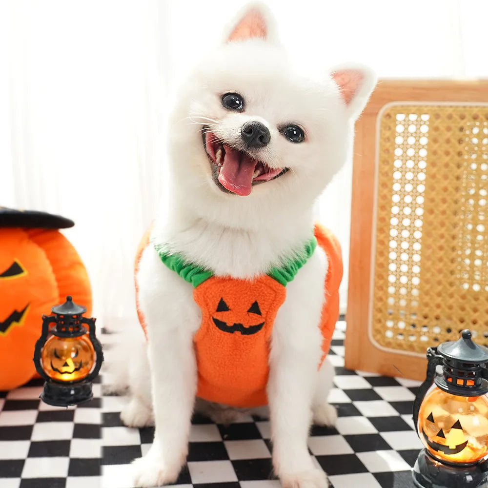 Fun and Fashionable Pet Halloween pumpkin Costume