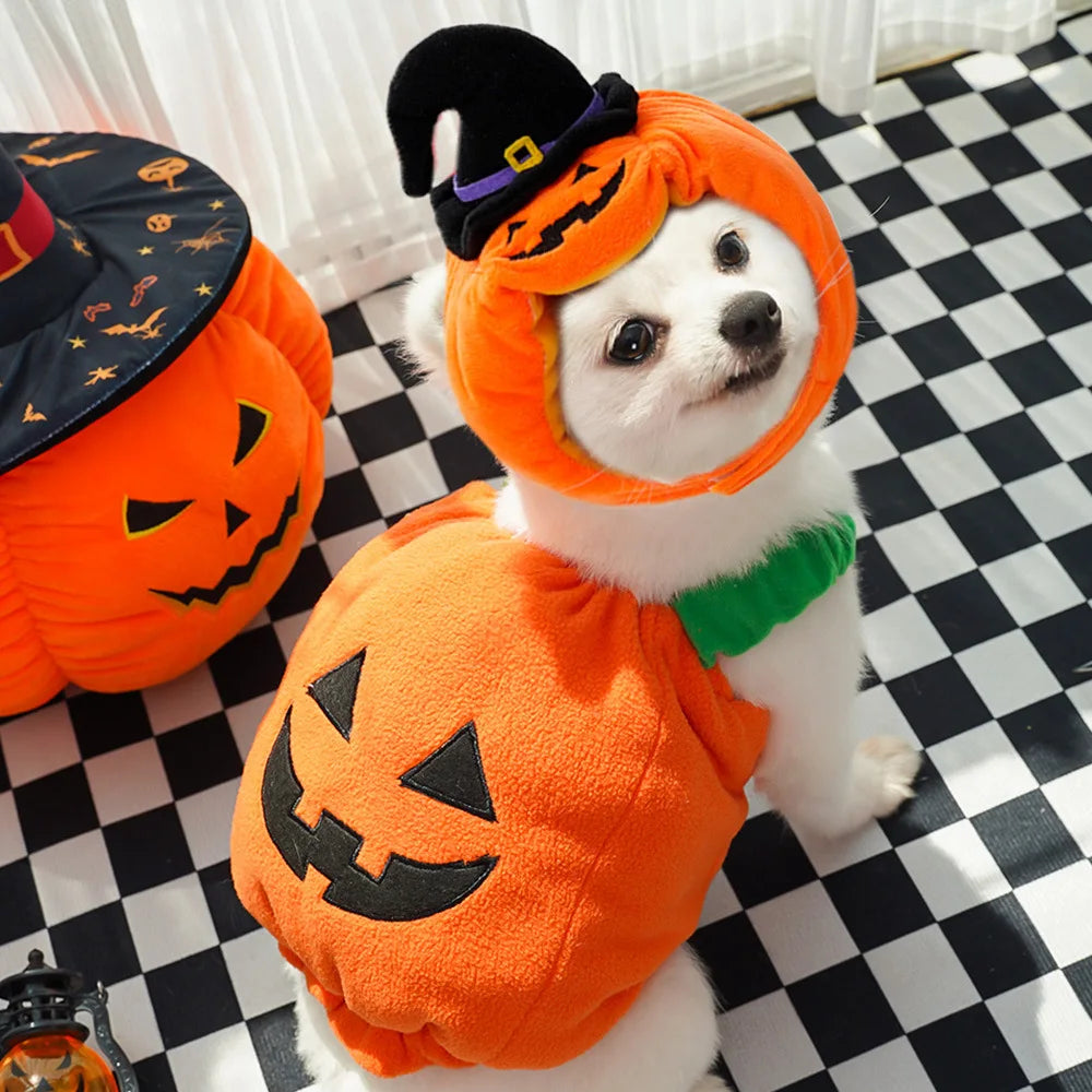 Fun and Fashionable Pet Halloween pumpkin Costume