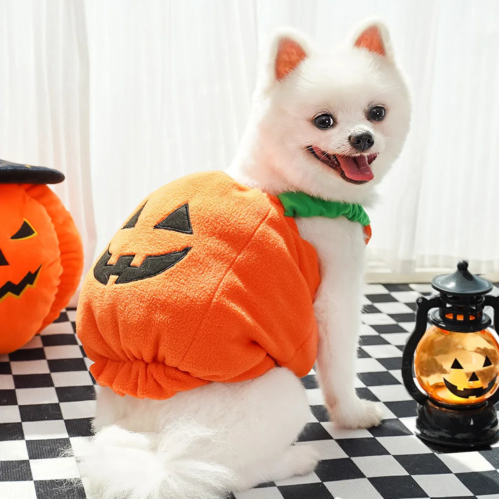 Fun and Fashionable Pet Halloween pumpkin Costume